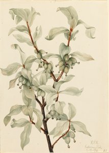 Silverberry Elaeagnus sp., 1922. od Mary Vaux Walcott