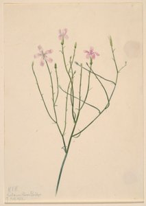 Květina kostlivce (Lygodesmia juncea) od Mary Vaux Walcott