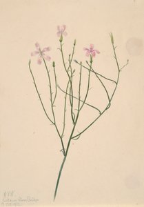 Skeleton Flower Lygodesmia juncea, 1923. od Mary Vaux Walcott