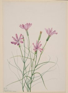 Kostival (Lygodesmia grandiflora) od Mary Vaux Walcott