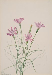 Skeleton Weed Lygodesmia grandiflora, 1931. od Mary Vaux Walcott