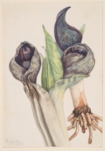 Zelí skunk (Spathyema foetida) od Mary Vaux Walcott