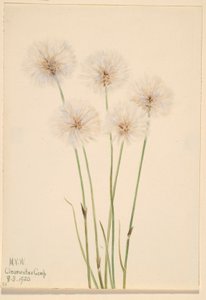 Bavlník štíhlý (Eriophorum chamissonis) od Mary Vaux Walcott