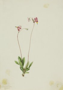 Střevíčník štíhlý (Dodecatheon pauciflorum) od Mary Vaux Walcott