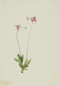 Slender Shooting Star Dodecatheon pauciflorum, 1909. od Mary Vaux Walcott