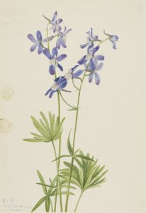 Skřivanec štíhlý (Delphinium depauperatum) od Mary Vaux Walcott