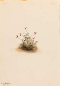 Brusnice malá (Oxycoccus palustris) od Mary Vaux Walcott