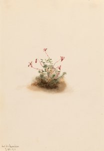Malá brusinka Oxycoccus palustris, 1911. od Mary Vaux Walcott