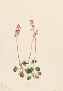Pyrola malá (Pyrola minor) od Mary Vaux Walcott