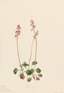 Malá pyrola Pyrola minor, 1922. od Mary Vaux Walcott