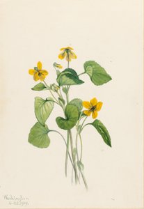 Fialka žlutá hladká (Viola eriocarpa) od Mary Vaux Walcott