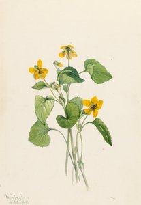 Hladká žlutá fialová Viola eriocarpa, 1919. od Mary Vaux Walcott