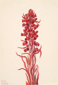 Snow Plant Sarcodes sanguinea, 1930. od Mary Vaux Walcott