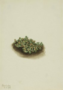 Vrba sněžná (Salix nivalis) od Mary Vaux Walcott