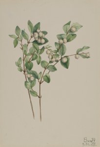 Sněženka bílá (Symphoricarpos albus) od Mary Vaux Walcott