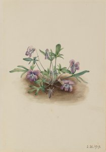 Fialka jižního pobřeží (Viola septemloba) od Mary Vaux Walcott