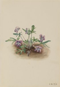 Violet Viola septemloba z jižního pobřeží, 1919. od Mary Vaux Walcott