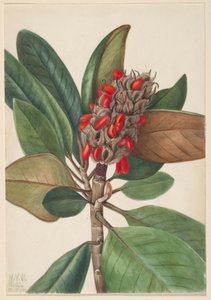 Magnólie jižní (Magnolia grandiflora) od Mary Vaux Walcott
