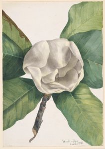 Magnólie jižní (Magnolia grandiflora) od Mary Vaux Walcott