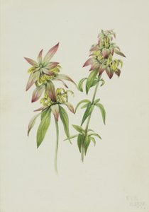 Včelí balzám Monarda punctata, 1919. od Mary Vaux Walcott