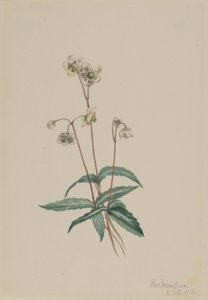 Pipsisseva skvrnitá (Chimaphila maculata) od Mary Vaux Walcott