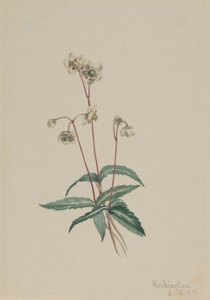 Pipsissewa Chimaphila maculata, 1918. od Mary Vaux Walcott