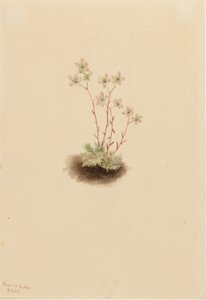 Lomikámen skvrnitý (Saxifraga bronchialis) od Mary Vaux Walcott