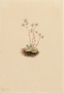 Lomikámen skvrnitý Saxifraga bronchialis, 1903. od Mary Vaux Walcott