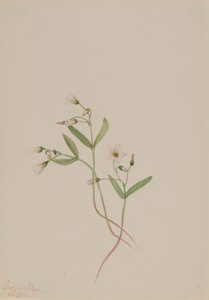 Jarní kráska (Claytonia lanceolata) od Mary Vaux Walcott