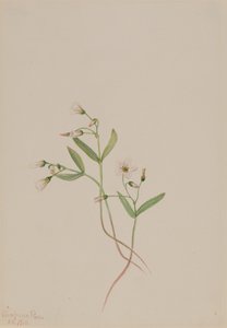 Jarní kráska Claytonia lanceolata, 1916. od Mary Vaux Walcott