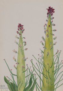 Squaw-Cabbage Caulanthus inflatus, 1935 od Mary Vaux Walcott