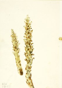 Squawroot Conopholis americana, 1919. od Mary Vaux Walcott