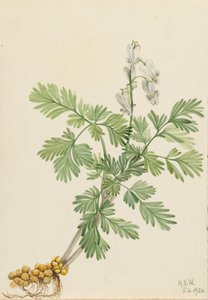 Kukuřice veverčí (Bikukulla canadensis) od Mary Vaux Walcott