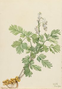 Veverka Kukuřičná Veverka canadensis, od Mary Vaux Walcott