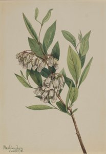 Keř Pieris mariana (Pieris mariana) od Mary Vaux Walcott