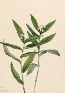 Hvězda Solomonplume (Star Vagnera) od Mary Vaux Walcott
