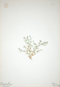 Stelleria leata od Mary Vaux Walcott