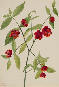 Jahodový keř - "Srdce plná lásky" (Euonymus Americanus) od Mary Vaux Walcott
