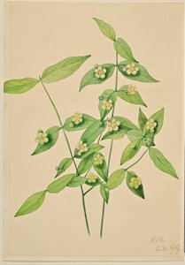 Jahodník americký (Euonymus americanus) od Mary Vaux Walcott