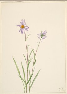 Hvězdnice bahenní (Aster paludosus) od Mary Vaux Walcott