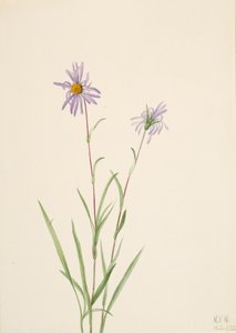 Swamp Aster Aster paludosus, 1922. od Mary Vaux Walcott
