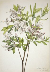 Azalka bahenní (Azalea viscosa) od Mary Vaux Walcott