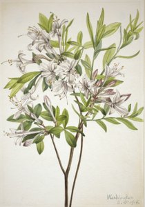 Swamp Azalea Azalea viscosa, 1918. od Mary Vaux Walcott