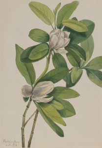 Bažinná magnólie (Magnolia virginiana) od Mary Vaux Walcott