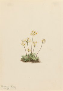 Sweet Androsace Androsace carinata, 1916. od Mary Vaux Walcott