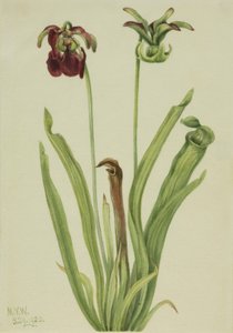 Sladký džbán Sarracenia rubra, 1920. od Mary Vaux Walcott