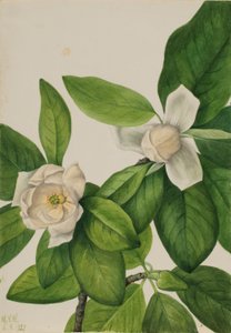 Sladkovišeň (Magnolia virginiana) od Mary Vaux Walcott