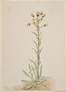 Vysoký blešník (Erigeron acris) od Mary Vaux Walcott