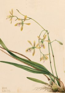 Tampa Epidendrum Epidendrum tampense, 1919. od Mary Vaux Walcott