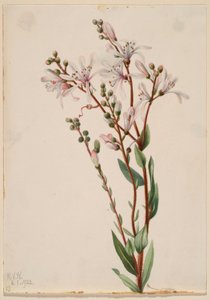 Smolnička obecná (Befaria racemosa) od Mary Vaux Walcott